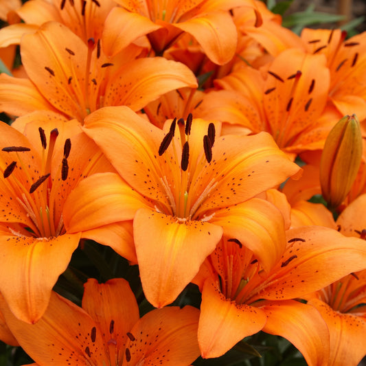 Sunset Orange Lilies arrangement featuring vibrant orange lily stems with open blooms and unopened buds.