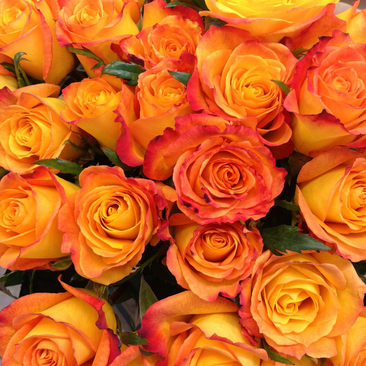Sunset Glow Orange Roses stem arrangement with orange and golden yellow blooms edged in pink.