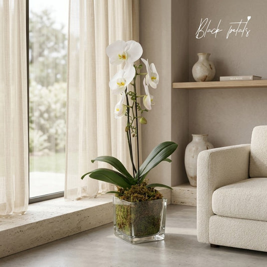 Single Stem Orchid by Black Petals - Black Petals