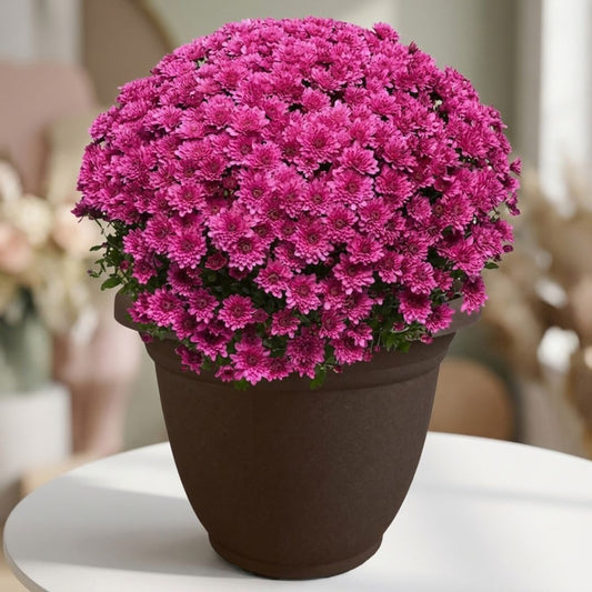 Potted pink chrysanthemum plant by Black Petals, vibrant fall mums delivered same day in NYC and Manhattan