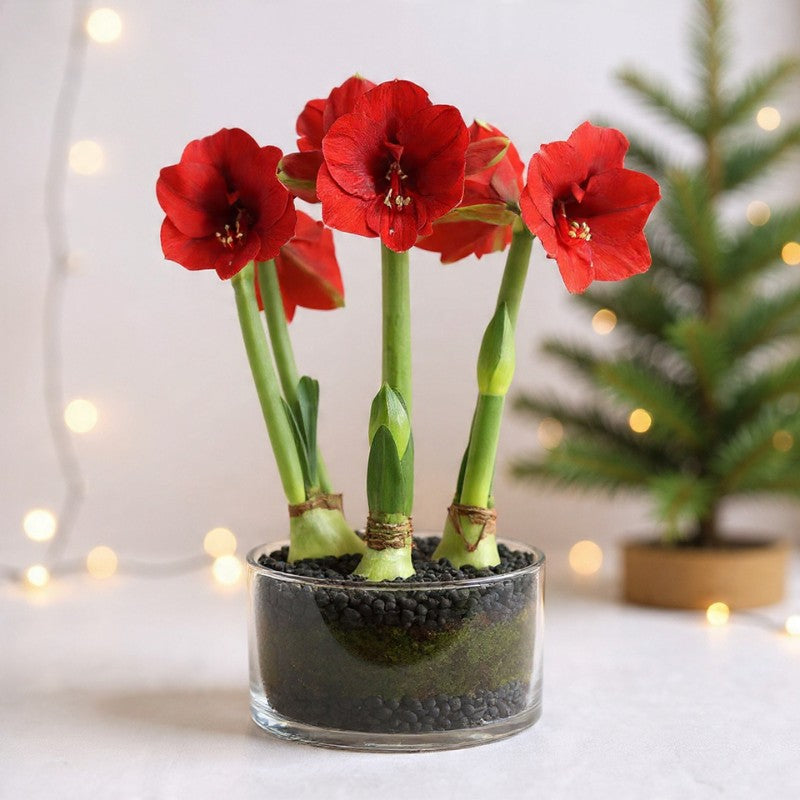 Triple Royal Velvet Amaryllis Plant