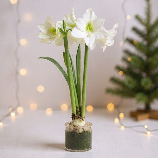 Denver White Amaryllis Plant