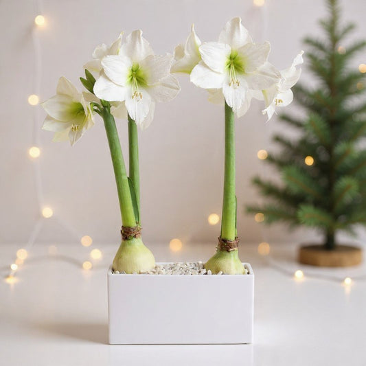 Double White Amaryllis Plant