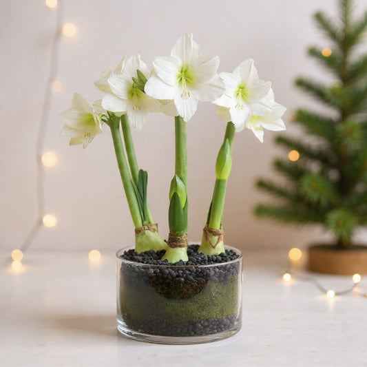Triple White Amaryllis Plant
