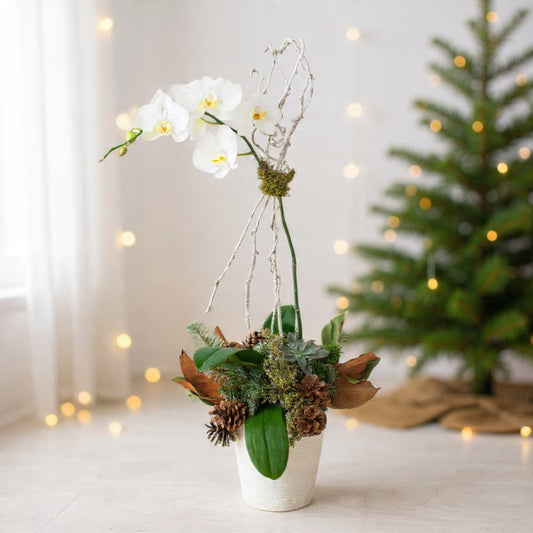 Single white orchid stem in a textured pot with winter greens and pinecones, perfect for elegant holiday décor and gifting.