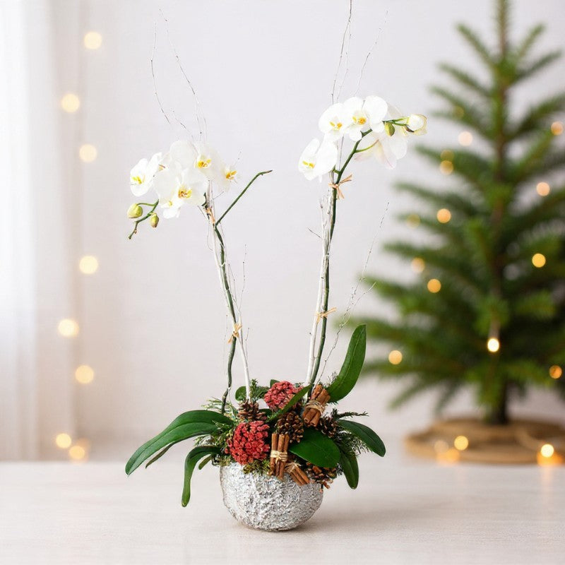 White double-stem orchid in a silver textured pot with winter berries and greenery, perfect for elegant holiday décor and gifting.