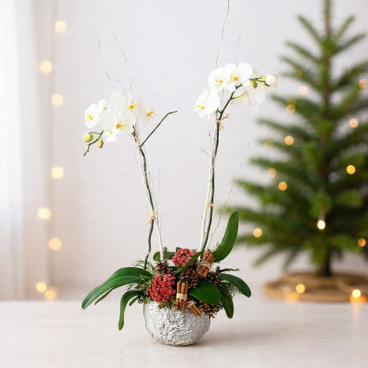 White double-stem orchid in a silver textured pot with winter berries and greenery, perfect for elegant holiday décor and gifting.