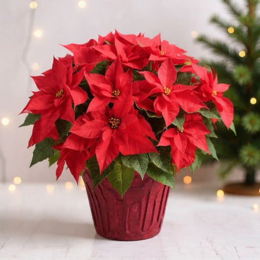 Traditional Holiday Poinsettia - Black Petals