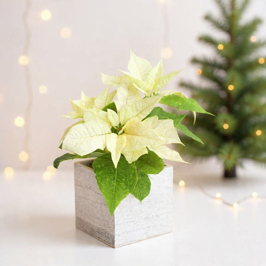Ivory poinsettia plant in a modern wooden cube, featuring soft cream bracts and green foliage for elegant holiday décor and gifting.