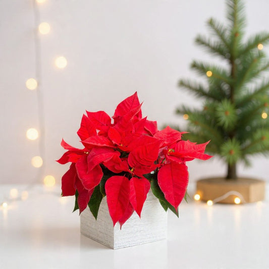 Merry Red Poinsettia