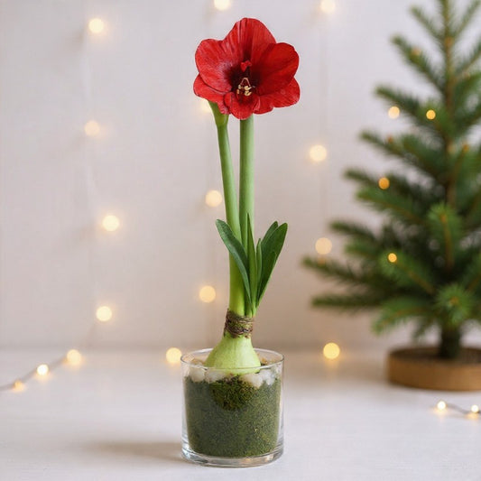 Royal Velvet Amaryllis Plant