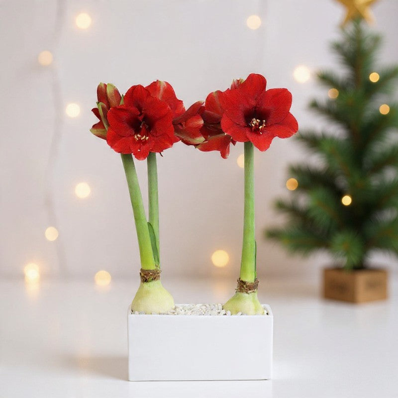 Double Royal Velvet Amaryllis Plant