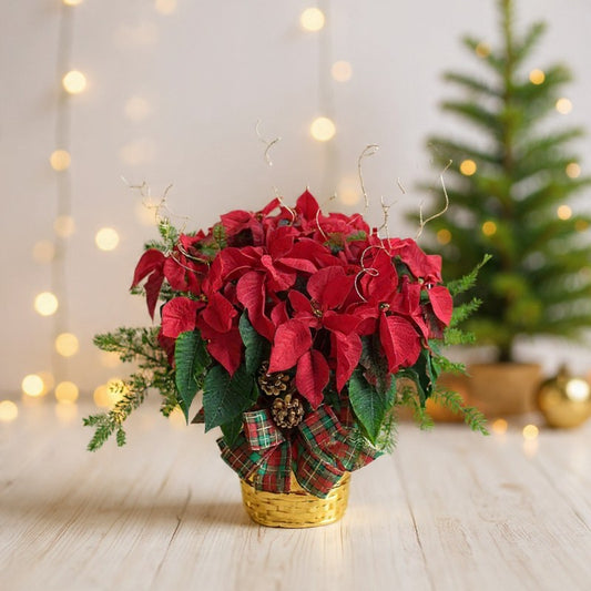 Jumbo red poinsettia plant in a festive plaid-wrapped basket with lush holiday greenery, perfect for Christmas décor and gifting.