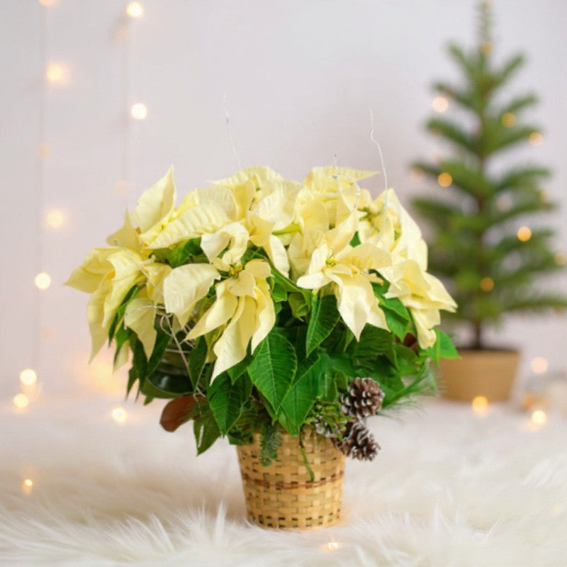 Large white poinsettia plant in a woven basket with winter greenery and pine accents, perfect for elegant holiday décor and gifting.