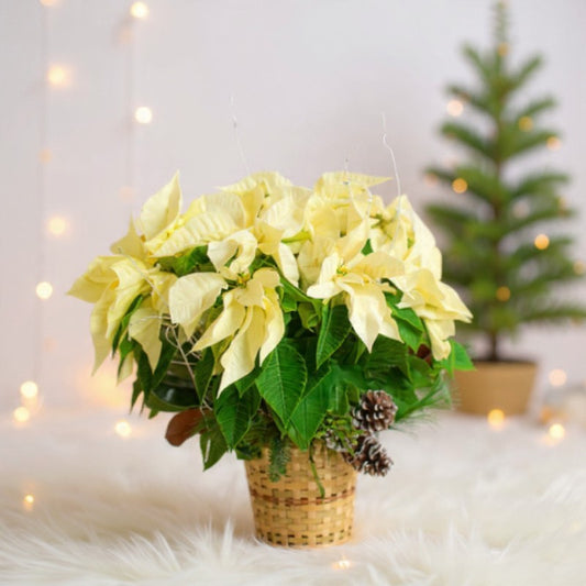 Large white poinsettia plant in a woven basket with winter greenery and pine accents, perfect for elegant holiday décor and gifting.