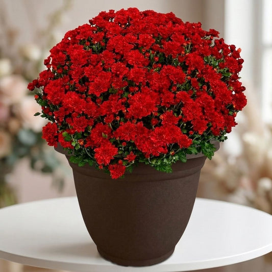 Potted red chrysanthemum plant by Black Petals, rich fall mums delivered same day across NYC homes