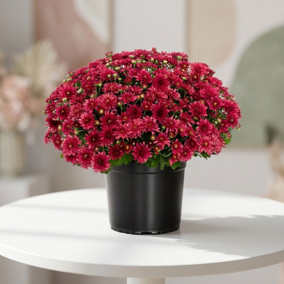 Cherry red chrysanthemum plant in classic pot by Black Petals, rich fall mums delivered same day in NYC
