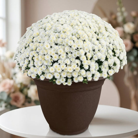 Potted white chrysanthemum plant by Black Petals, elegant fall mums delivered same day in NYC, Manhattan

