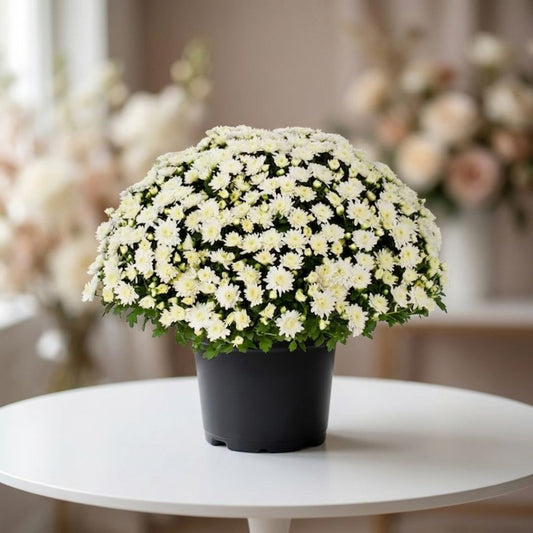 Ivory white chrysanthemum plant in classic pot by Black Petals, elegant mums delivered same day NYC