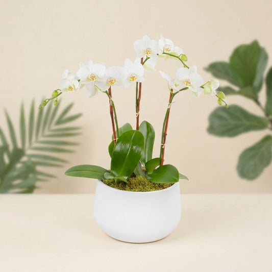 3 Stem Mini Phalaenopsis Luna Oblong Orchid