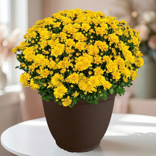 Potted yellow chrysanthemum plant by Black Petals, golden fall mums delivered same day across NYC homes