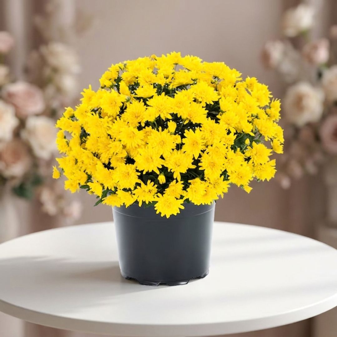 Golden yellow chrysanthemum plant in classic pot by Black Petals, bright mums delivered same day in NYC