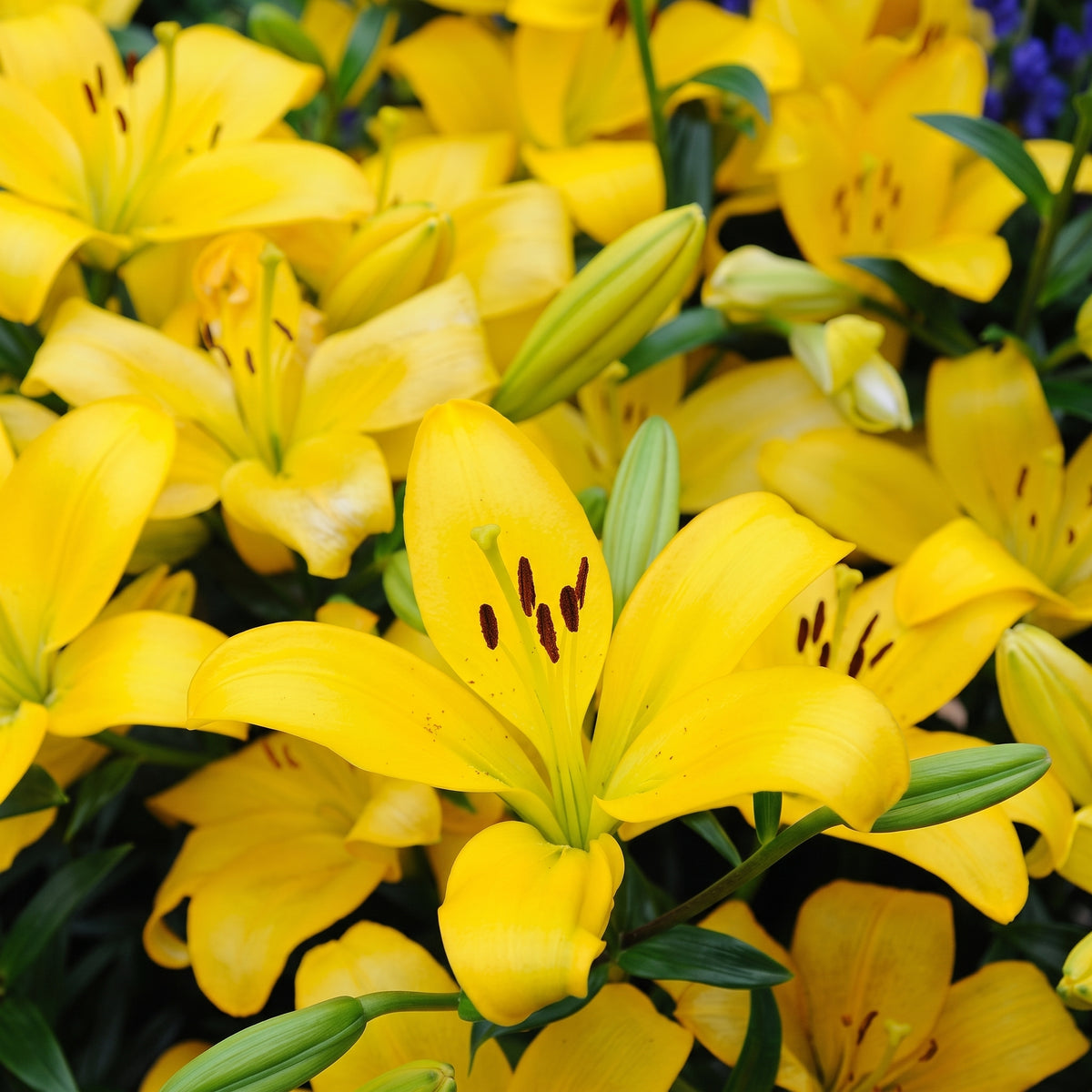 Golden Hour Yellow Lilies stem arrangement with bright yellow blooms, unopened buds, and green foliage.