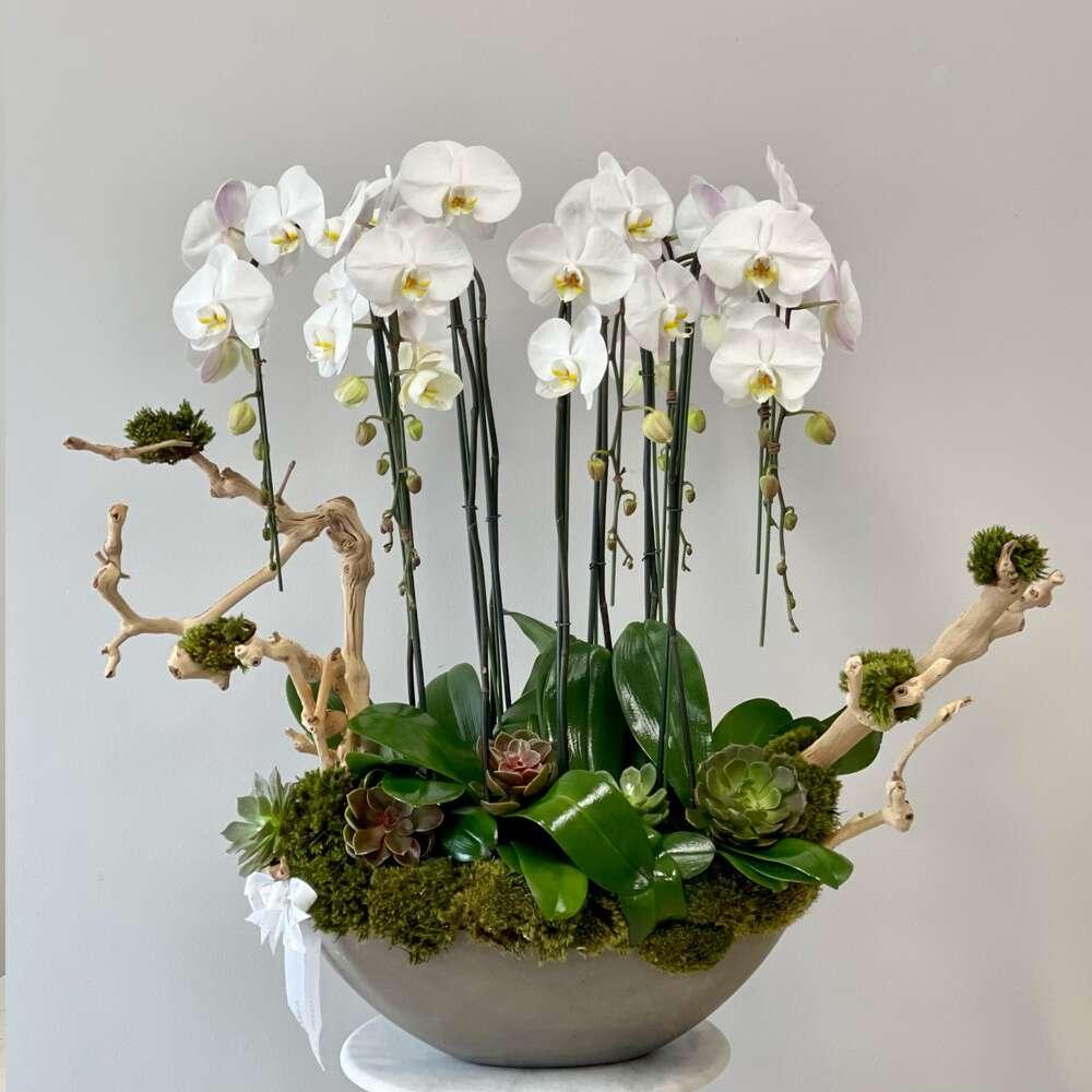 BP Orchid Garden - Black Petals