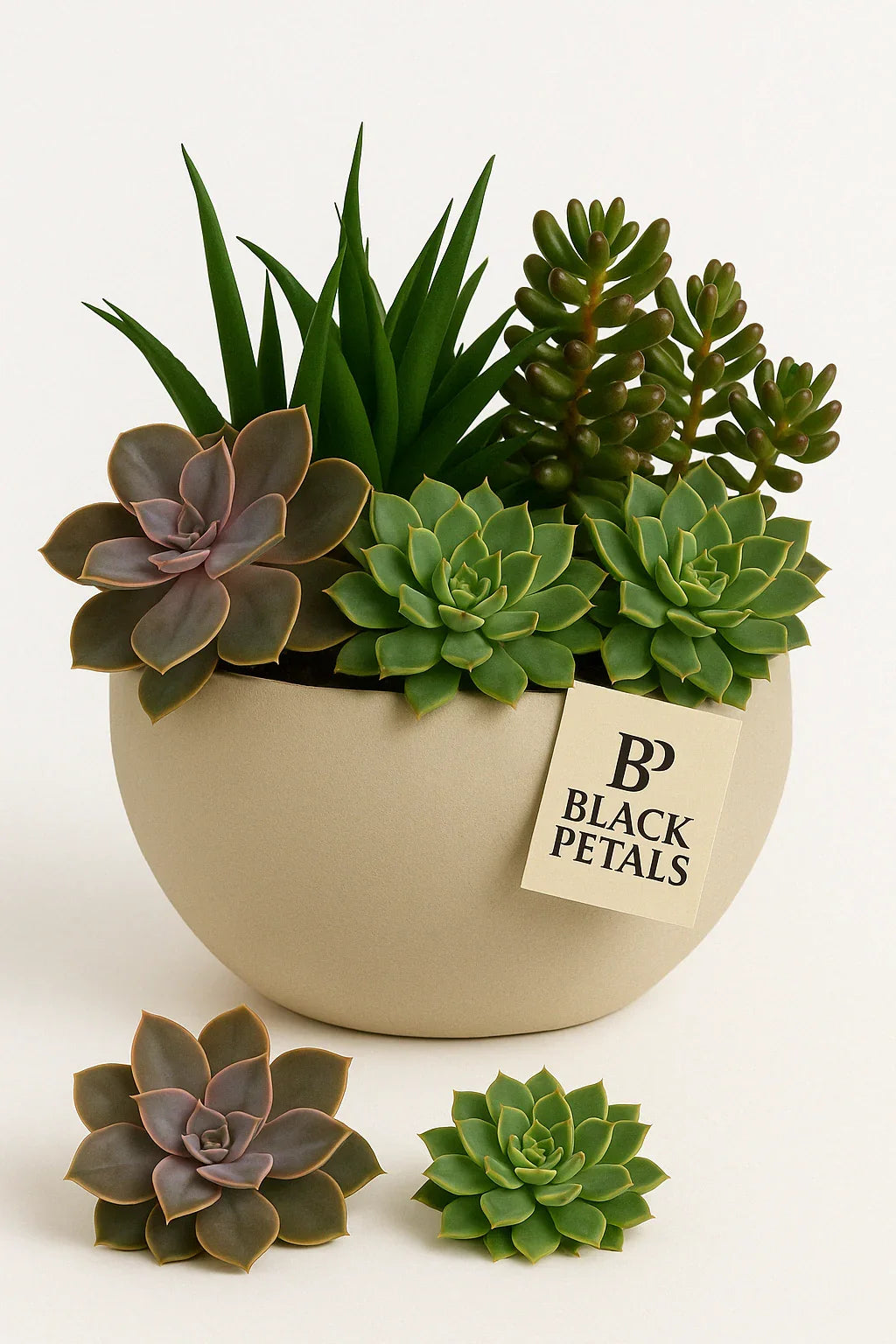 Desert Blooms Succulent Garden - Black Petals