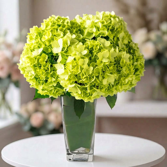 Shamrock green hydrangea flower arrangement in a clear glass vase