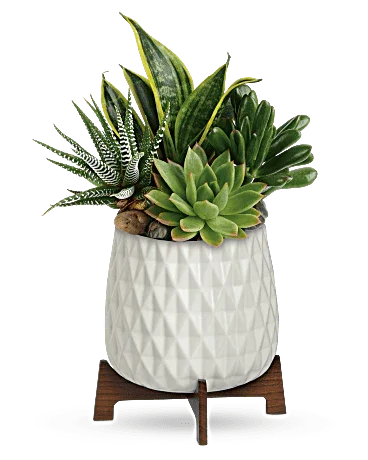 Black Petal's Modern Mood Succulent Garden - Black Petals