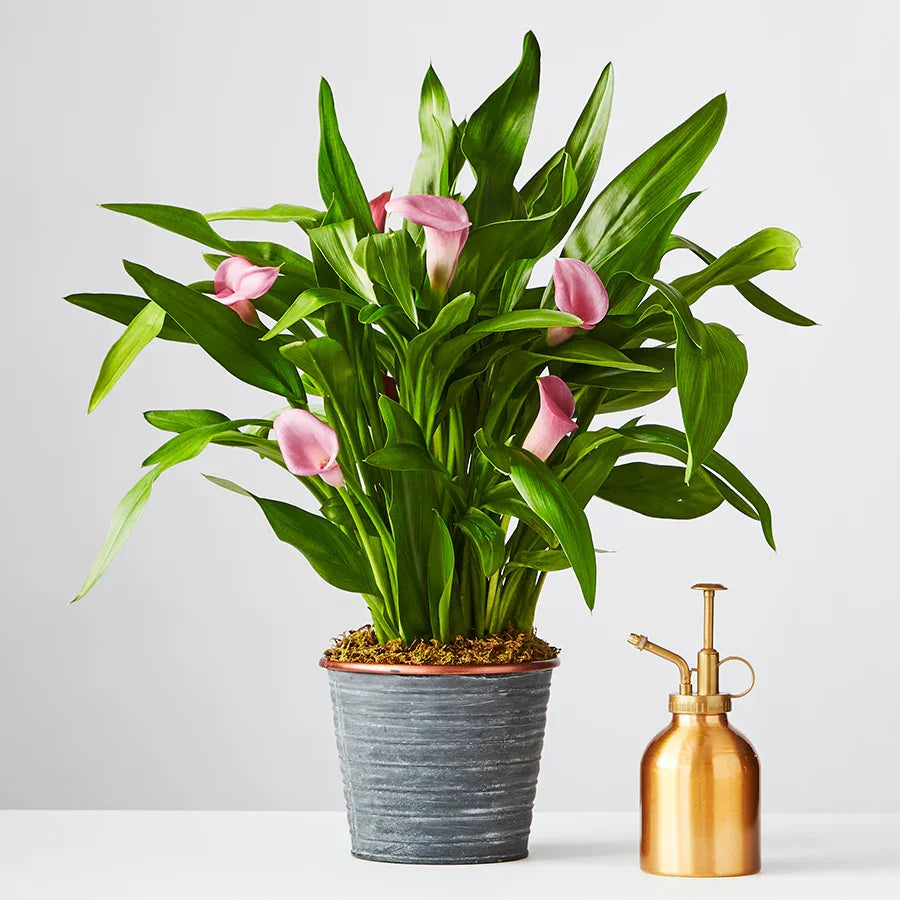 Pink Calla Lily - Black Petals